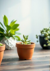 Obraz premium Succulent in a terracotta pot, with other plants on a wooden table.