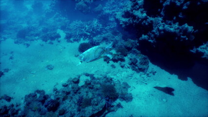 Beneath the waves, a fish glides gracefully through a stunning underwater landscape, exploring rocky formations and colorful corals in a serene ocean environment during daylight.