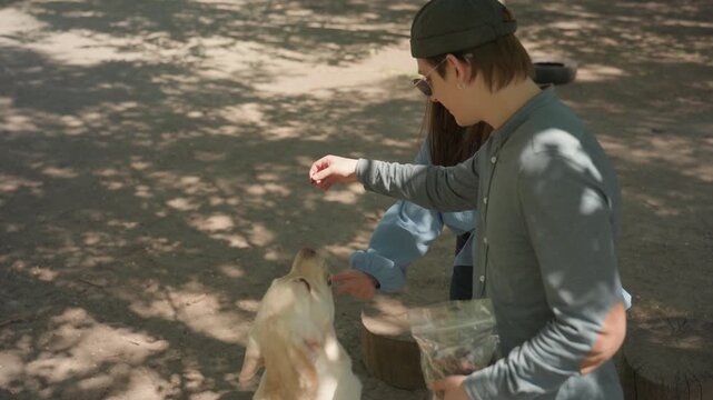youth training dog, young man and labrador training session, casual young man instructing labrador at park bench, youthful trainer with labrador receiving treat under shaded park tree