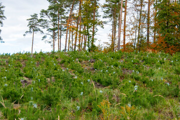 Pine Plantation Primed for Construction Timber