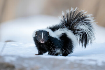 Fototapeta premium Skunk standing outdoors in the snowy winter landscape