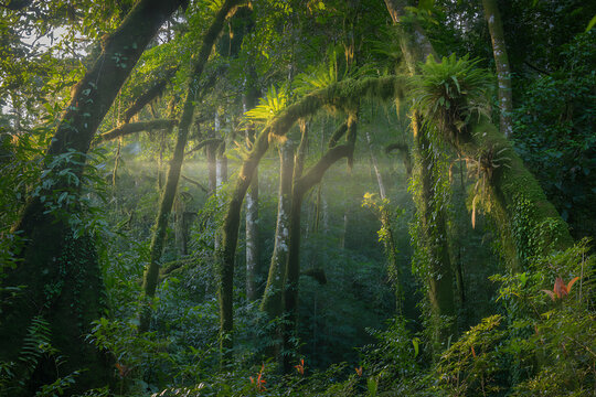 Sunbeams filter through a lush green moss-covered rainforest canopy - Powered by Adobe