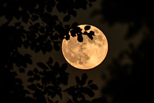 Enchanting Full Moon Illuminating a Serene Landscape with Dark Silhouetted Trees and Stars Above