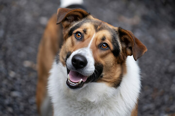 Tri-colored dog with head tilted looking up with mouth open