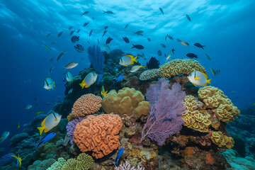 Vibrant Coral Reef Ecosystem With Diverse Fish Species 