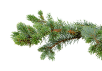 Blue spruce branch extending from right side on clean white background, dense blue green evergreen needles with natural texture and copy space, ideal winter and Christmas element for greeting cards, 