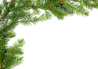 Fir branches forming L shaped corner frame on pure white background, detailed green needles creating natural evergreen border with wide copy space, ideal for Christmas greeting cards, invitations,