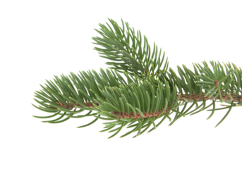 Close up of green fir branch isolated on clean white background, sharp parallel evergreen needles creating minimalist botanical element with copy space, perfect for Christmas decorations,