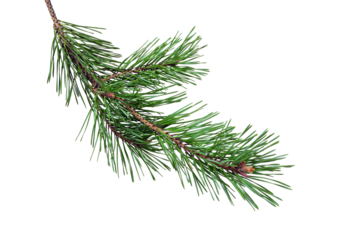 Long pine branch with dense green needles isolated on white background, detailed natural evergreen twig providing classic Christmas and winter motif for greeting cards, posters, packaging, decorative 