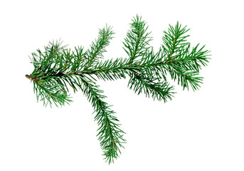 Single green fir branch isolated on pure white background, long natural evergreen twig with sharp detailed needles and clean copy space, perfect botanical element for Christmas decorations, winter 