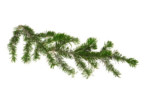 Green fir tree branch isolated on pure white background, long natural evergreen twig with detailed needles and clean copy space, ideal botanical element for Christmas decorations, winter designs,