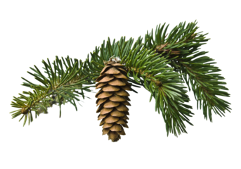 Spruce branch with single hanging pine cone isolated on white background, detailed green needles and brown cone creating natural evergreen element perfect for Christmas decorations, winter designs, 