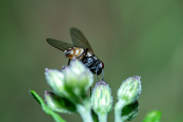 Macro photo of a fly perched on a fresh green leaf