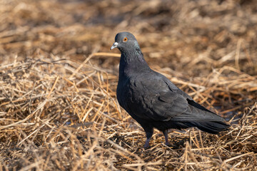 A beautiful dark pigeon standing in a field of dry grass in sunlight