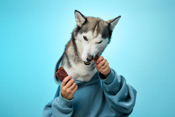 A Siberian Husky wearing a blue hoodie focuses intently on a treat in its paws against a blue backdrop. The attentive posture emphasizes the dog's curiosity and intelligence.