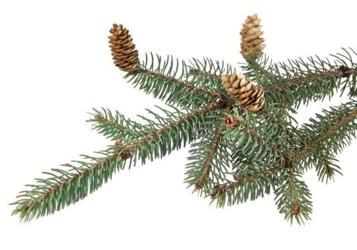 Spruce branches with multiple pine cones on white background, detailed green needles and brown cones isolated with copy space, natural evergreen composition perfect for Christmas decorations, winter 