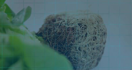 Showing plant root ball revealing pale fibrous roots and dark soil on gridded bench, with leaves