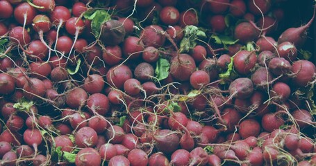 Displaying dense cluster of red radish bulbs filling market stall, with pale roots and green leaves
