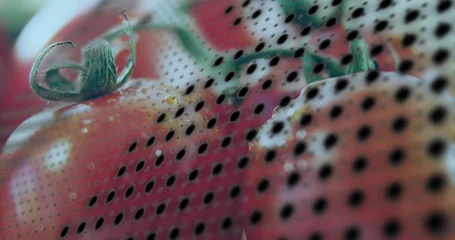 Fotobehang Vlees Showing ripe red tomatoes gleaming behind mesh on produce tray, with green calyx and water droplets  © vectorfusionart