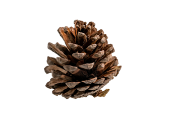 Brown pine cone lying on side isolated on clean white background, sharp textured scales and natural imperfections with copy space, classic woodland seed for autumn themes, winter and Christmas 