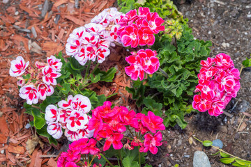 Geranium Flowers