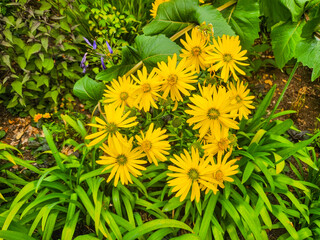 Bright Yellow Flowers in Seattle Garden