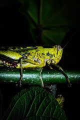 Yellow grasshopper on tree trunk