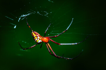 Nephila spiders, found in warmer regions around the world