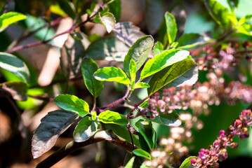 Tulsi or The Holy Basil flower, leaves. Holy basil, Sacred Basil. Tulsi is an Ayurvedic herb that has amazing health benefits.