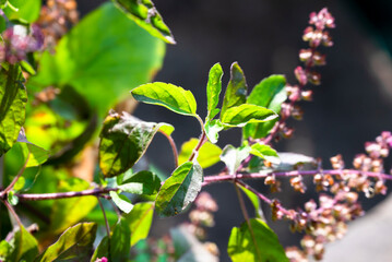 Tulsi or The Holy Basil flower, leaves. Holy basil, Sacred Basil. Tulsi is an Ayurvedic herb that has amazing health benefits.