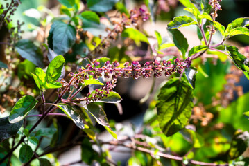 Obraz premium Tulsi or The Holy Basil flower, leaves. Holy basil, Sacred Basil. Tulsi is an Ayurvedic herb that has amazing health benefits.