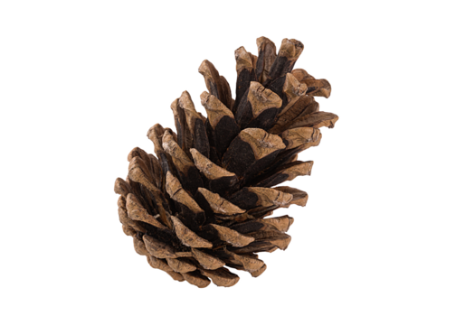 Natural brown pine cone isolated on white background, detailed textured scales and clean copy space, classic forest element for autumn and winter themes, Christmas decorations, eco packaging, greeting