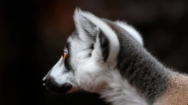 A lemur with a white face, bright orange eyes, and gray fur.