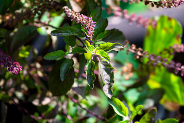 Tulsi or The Holy Basil flower, leaves. Holy basil, Sacred Basil. Tulsi is an Ayurvedic herb that has amazing health benefits.