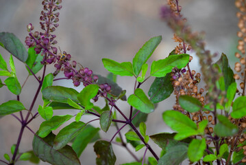 Tulsi or The Holy Basil flower, leaves. Holy basil, Sacred Basil. Tulsi is an Ayurvedic herb that has amazing health benefits. © Kiran