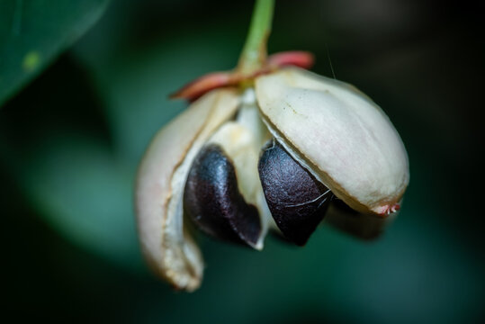 Close-up of a split katuk fruit. Sauropus androgynus