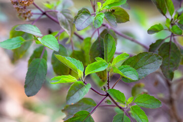 Tulsi or The Holy Basil flower, leaves. Holy basil, Sacred Basil. Tulsi is an Ayurvedic herb that has amazing health benefits.