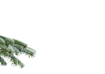 Snow covered fir tree branches extending from left on clean white background with generous copy space, crisp frosty evergreen needles creating natural winter and Christmas border ideal for greeting 