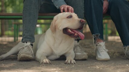 dog and owner bonding, pet enjoying gentle touch in park setting, friendly interaction between dog and owner in sunny park, closeup of dog paws and human hand during peaceful park visit