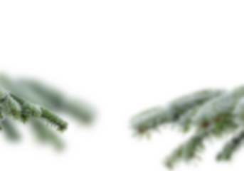 Blurred frosty fir branches facing each other from left and right on white background, soft focus evergreen needles and shallow depth of field creating dreamy winter Christmas border 