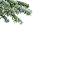 Snowy fir tree branches in upper left corner on clean white background with generous copy space, crisp frosted evergreen needles forming natural winter and Christmas border for greeting cards, posters