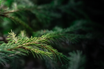 Closeup evergreen branch in soft light, delicate needles glistening, moody forest background, shallow depth of field