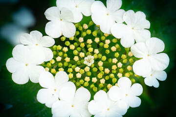 Detailed shot of wildflower with pollen and buds, Highresolution macro image showcasing intricate floral structures and textures