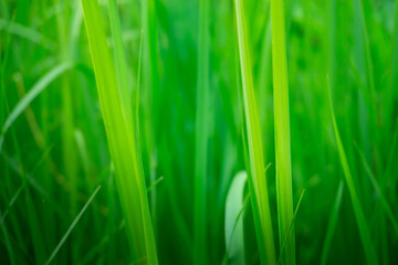 Fresh lush grass with tiny dew drops, Vivid green grass blades displaying dewdrops and fine detail in sharp focus