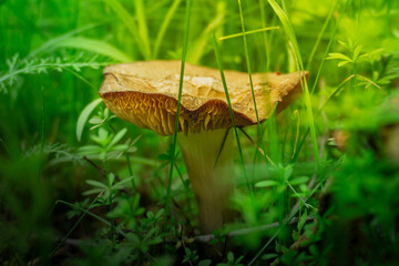 Mushroom cap beneath greenery in morning light, Serene forest setting with mosscovered mushroom and lush foliage