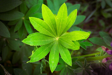 Serene botanical scene with dewcovered leaves and veins, Detailed view of vibrant green starshaped plant leaves with dew
