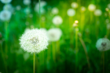 Meadow seeds dispersing, Sunlit field with floating seeds, Delicate plants sway in morning light breeze, Fresh wildflowers and grasses under gentle sunlight atmosphere