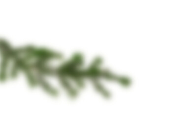 Intentionally blurred pine branch with strong bokeh on white background, abstract soft focus evergreen needles creating dreamy winter backdrop and copy space for modern Christmas designs, text overlay