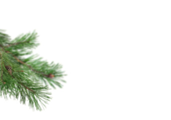 Soft focus pine tree branch extending from left on white background with generous copy space, slightly blurred evergreen needles forming simple natural winter border ideal for Christmas greeting cards