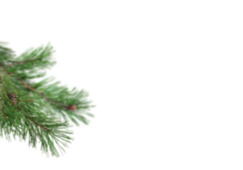 Soft focus pine tree branch extending from left on white background with generous copy space, slightly blurred evergreen needles forming simple natural winter border ideal for Christmas greeting cards